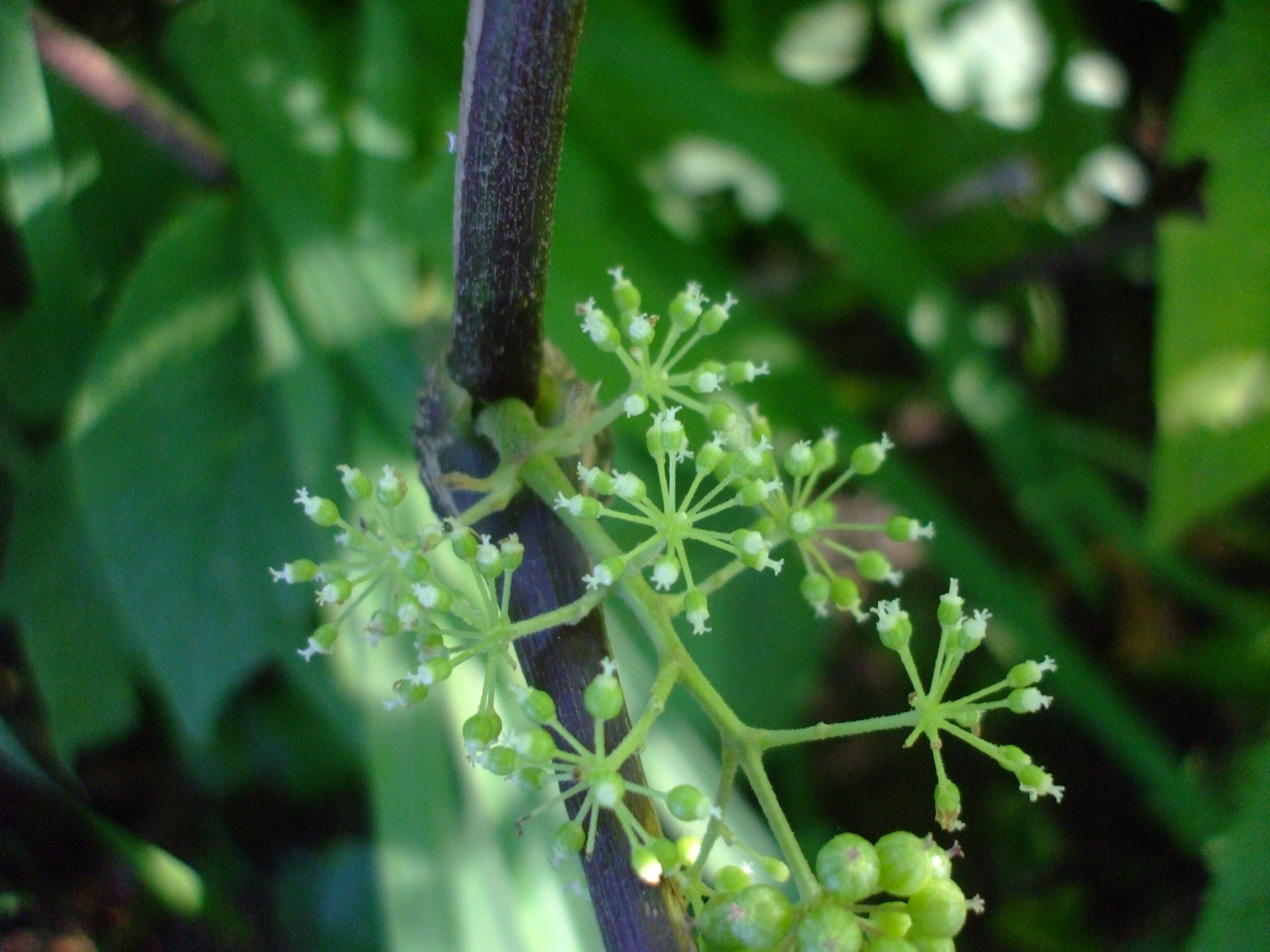 Aralia racemosa